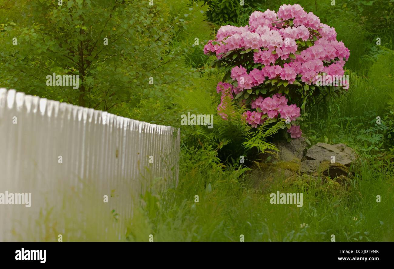 Antiguo jardín noruego con rododendron. Foto de stock