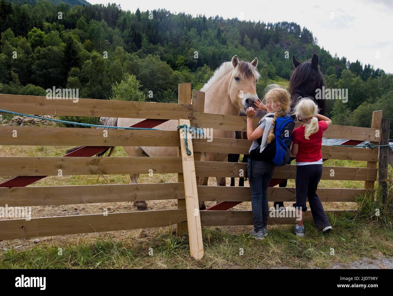 Las niñas y los caballos en el oeste de Noruega. Foto de stock