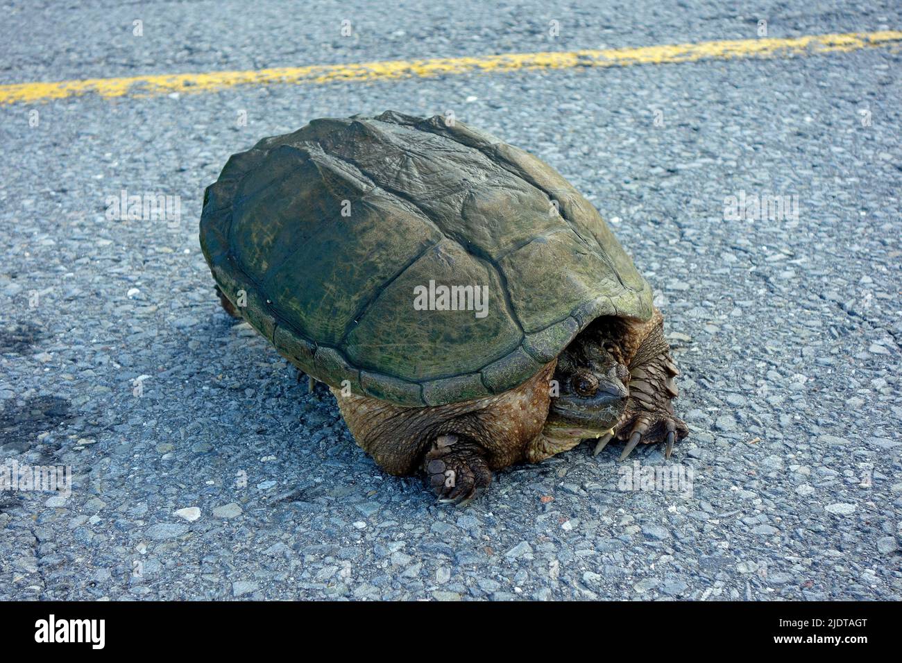una tortuga en una carretera Foto de stock
