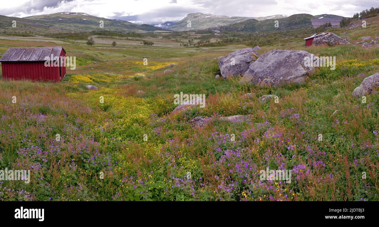 Verano Hrdangervidda paisajes del norte, el condado de Buskerud, Noruega. Foto de stock