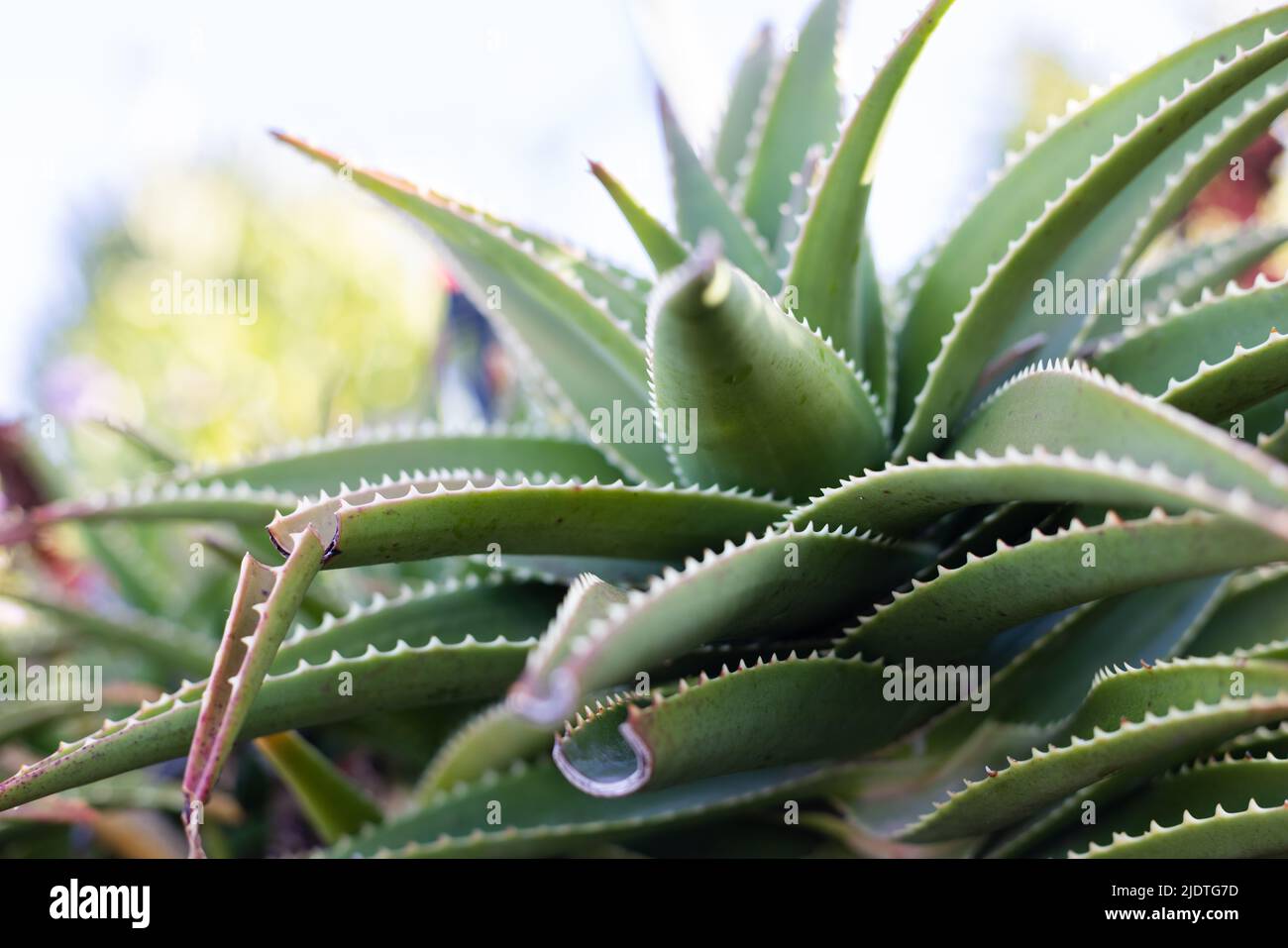 Planta de Aloe closeup con hoja rota en el jardín Fotografía de stock -  Alamy