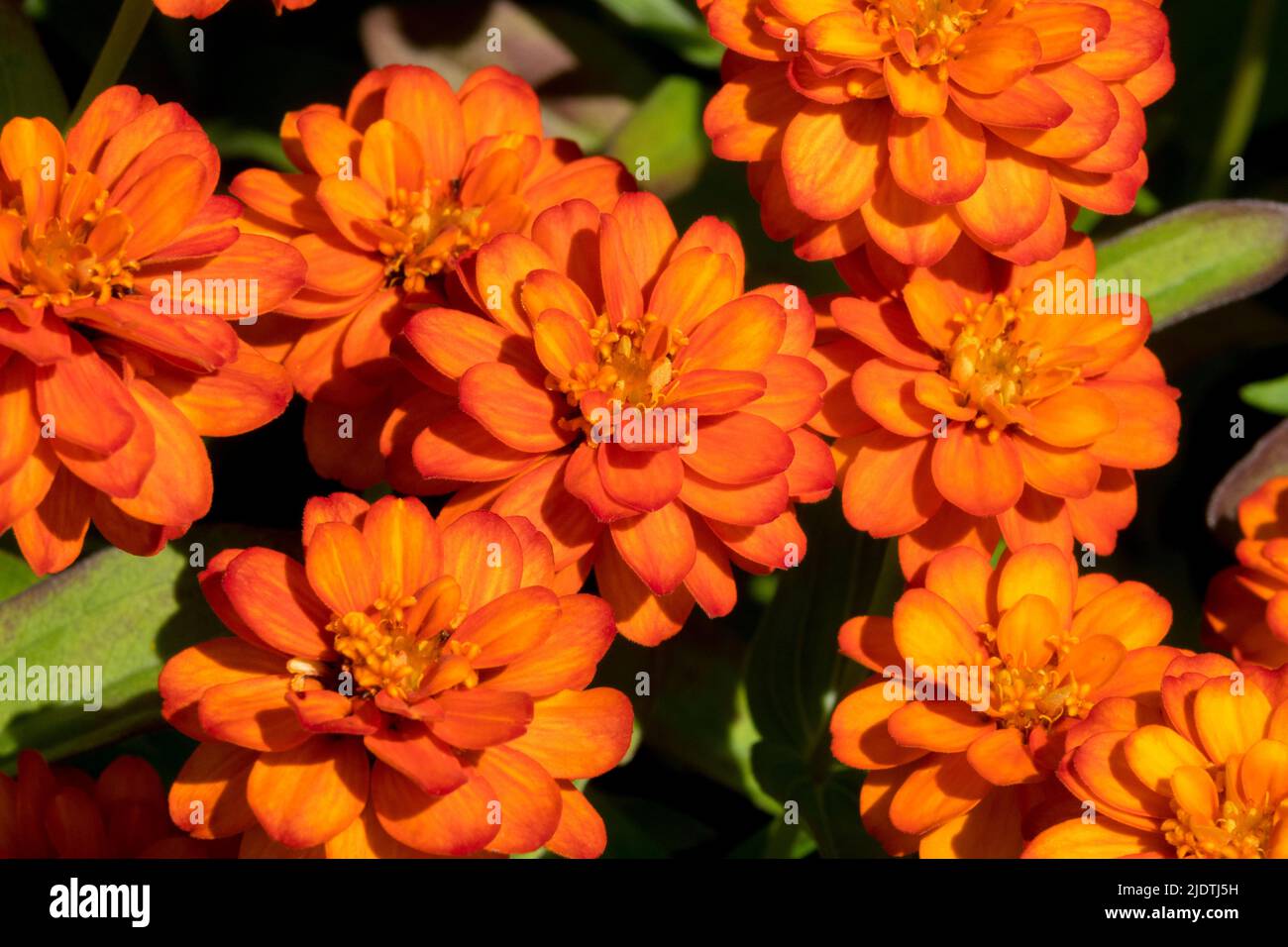 Zinnia, Naranja, Flores, Jardín, Planta Zinnias 'Profusion Doble Fuego' Foto de stock