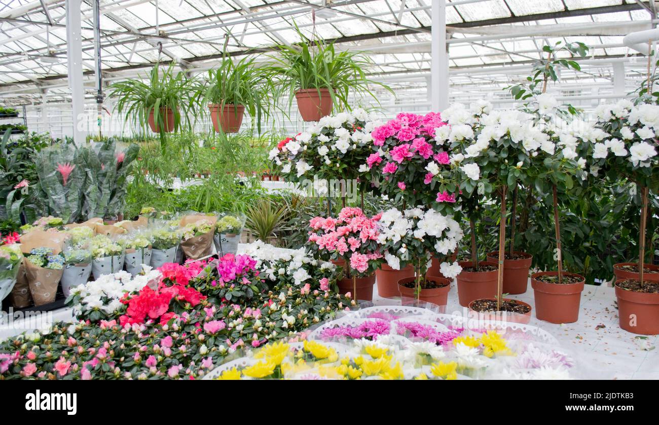 Venta en invernadero de flores en macetas cultivadas allí: chlorophytum, rododendros de azalea blanco y rosa. Foto de stock