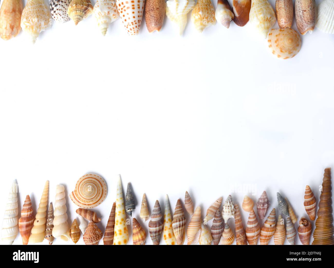 Conchas marinas tropicales sobre fondo blanco Foto de stock