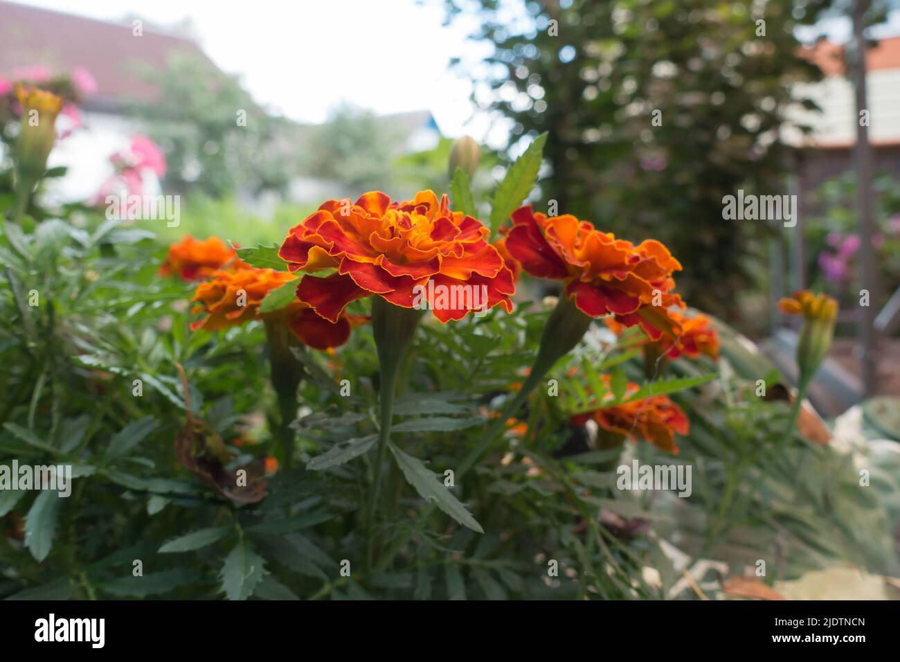 crece un gran número de hermosas flores de jardín Foto de stock