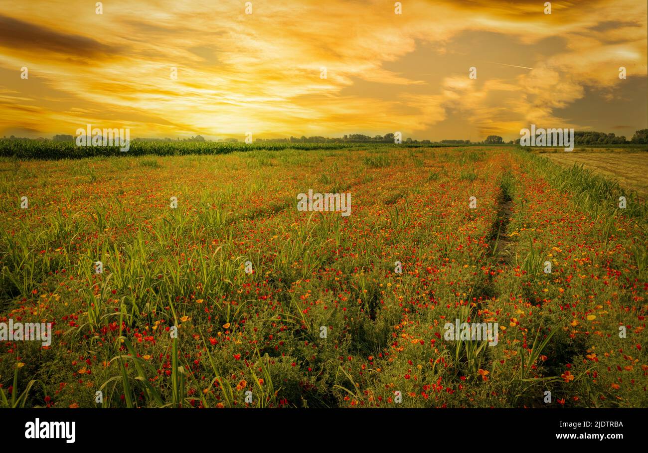 Campo de flores de amapola de California o Eschscholzia californica, paisaje pictórico con puesta de sol cielo nublado, cultivo en Panacalieri, Italia Foto de stock