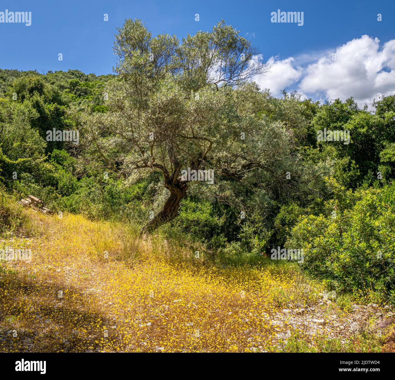 Olivo en la isla de Lefkada en las Islas Jónicas de Grecia Foto de stock