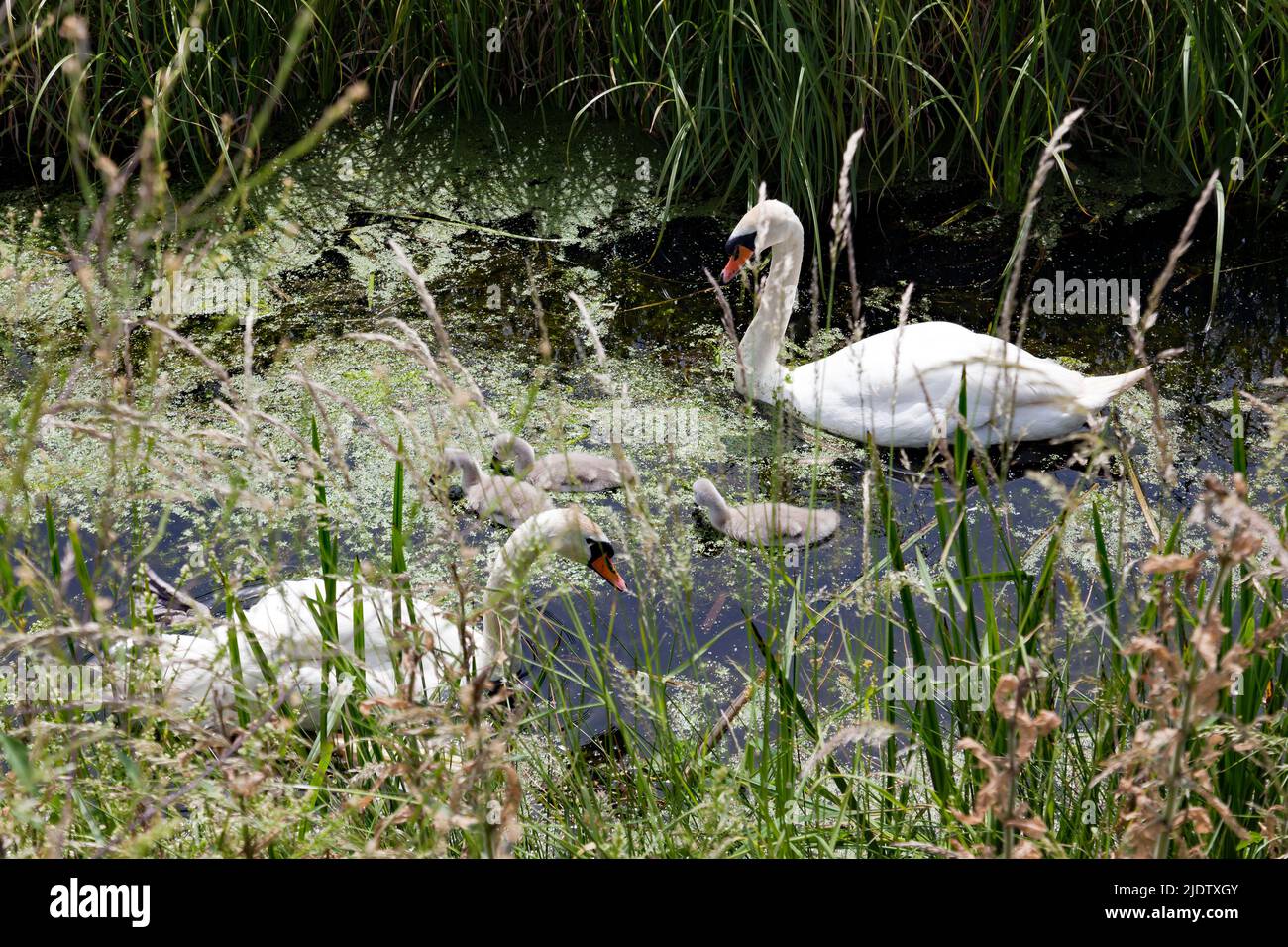 Vista de una familia de cisnes en el South Stream, Lydden Valley, Deal, Kent Foto de stock