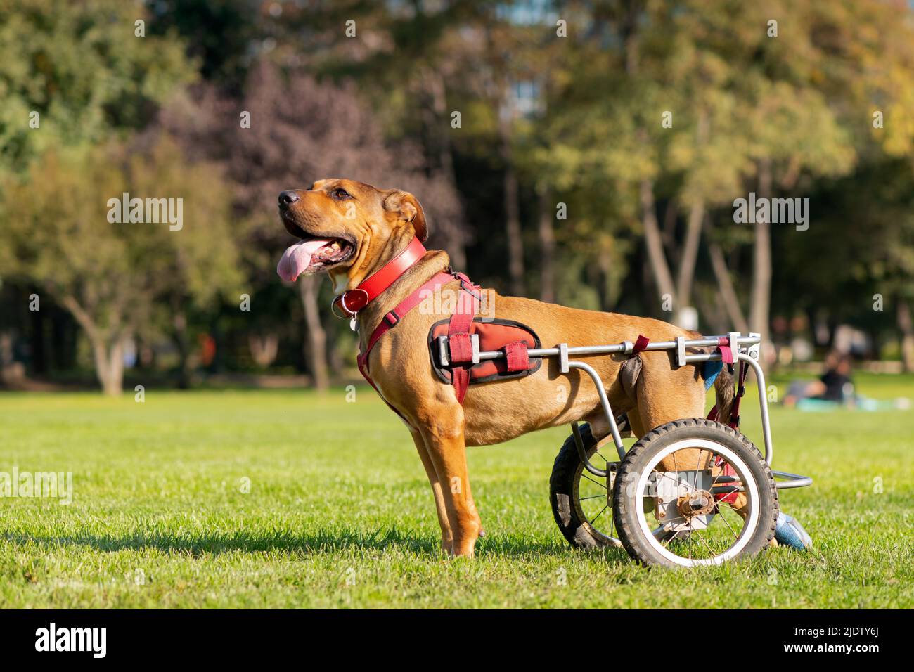 Perro discapacitado en silla de ruedas en un parque Foto de stock