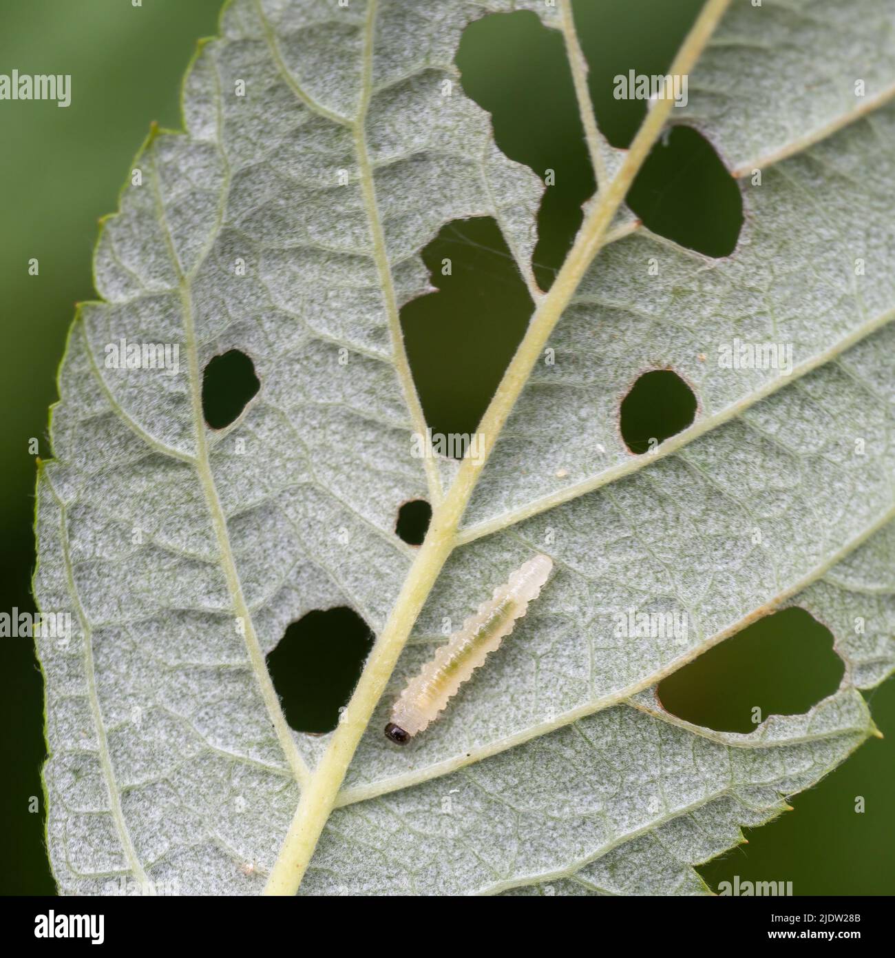 Mosca de la frambuesa Monophadnoides geniculatus larva y daño en la hoja. Foto de stock