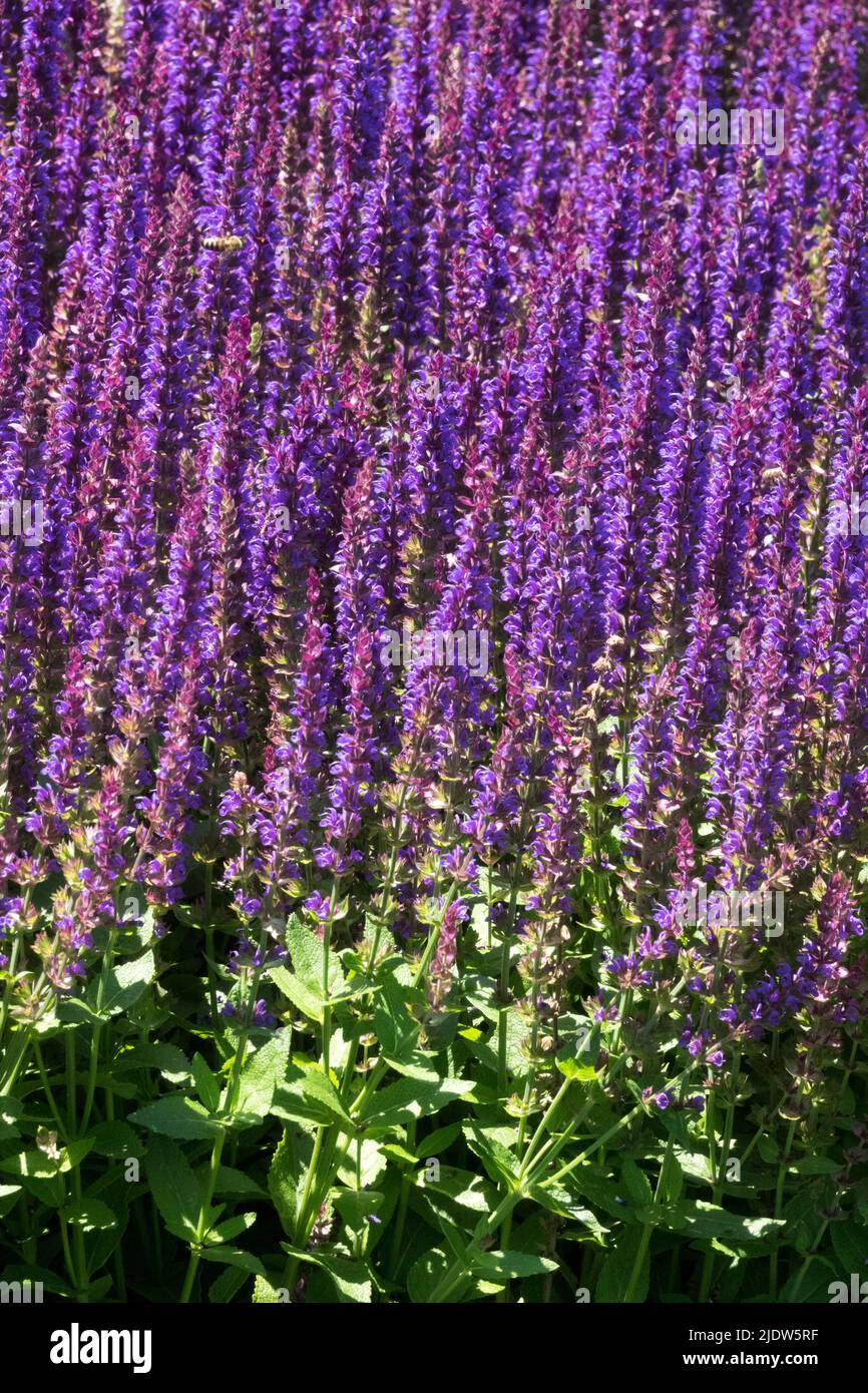 Salvia nemorosa 'Ostfriesland', Salvia Ostfriesland, Púrpura, Sabio de prado, Flores, Jardín Foto de stock