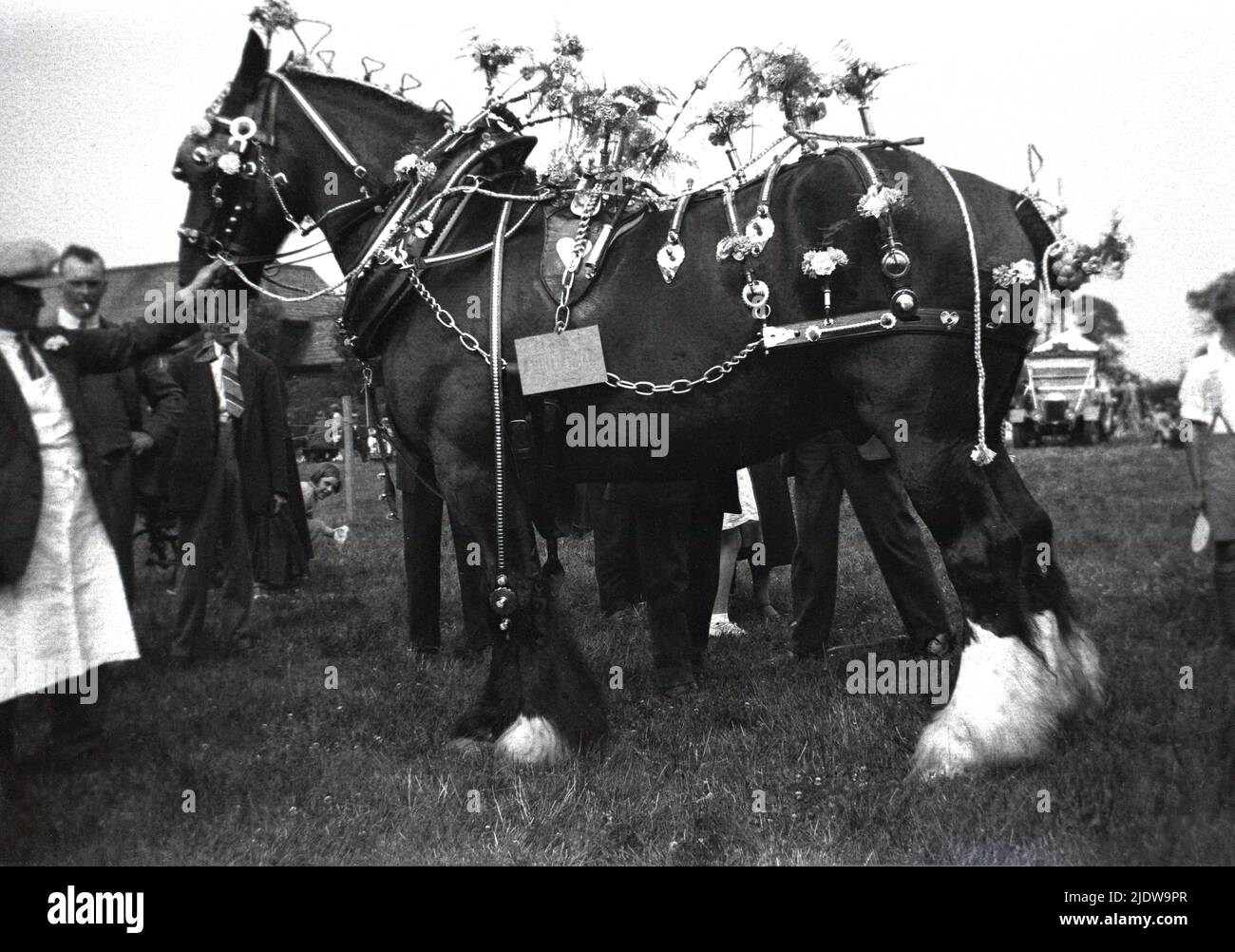 1930s, histórico, fuera en un campo en un caballo agrícola show, un caballo tradicional de la región, un caballo de trabajo de pie con su dueño, con correas de flores decoradas. En el siglo 19th, los caballos pesados del condado eran una esencia para la agricultura y la agricultura. La Sociedad de Caballos English Cart fue fundada en 1878, cambiando su nombre a la Sociedad de Caballos Shire del Reino Unido. Foto de stock