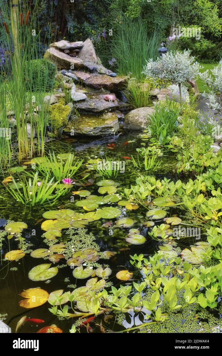 Lilly pads, plantas de agua, cañas y suculentos creciendo en un estanque japonés de peces koi en un patio trasero. Vista de un lago tranquilo, tranquilo y sereno Foto de stock