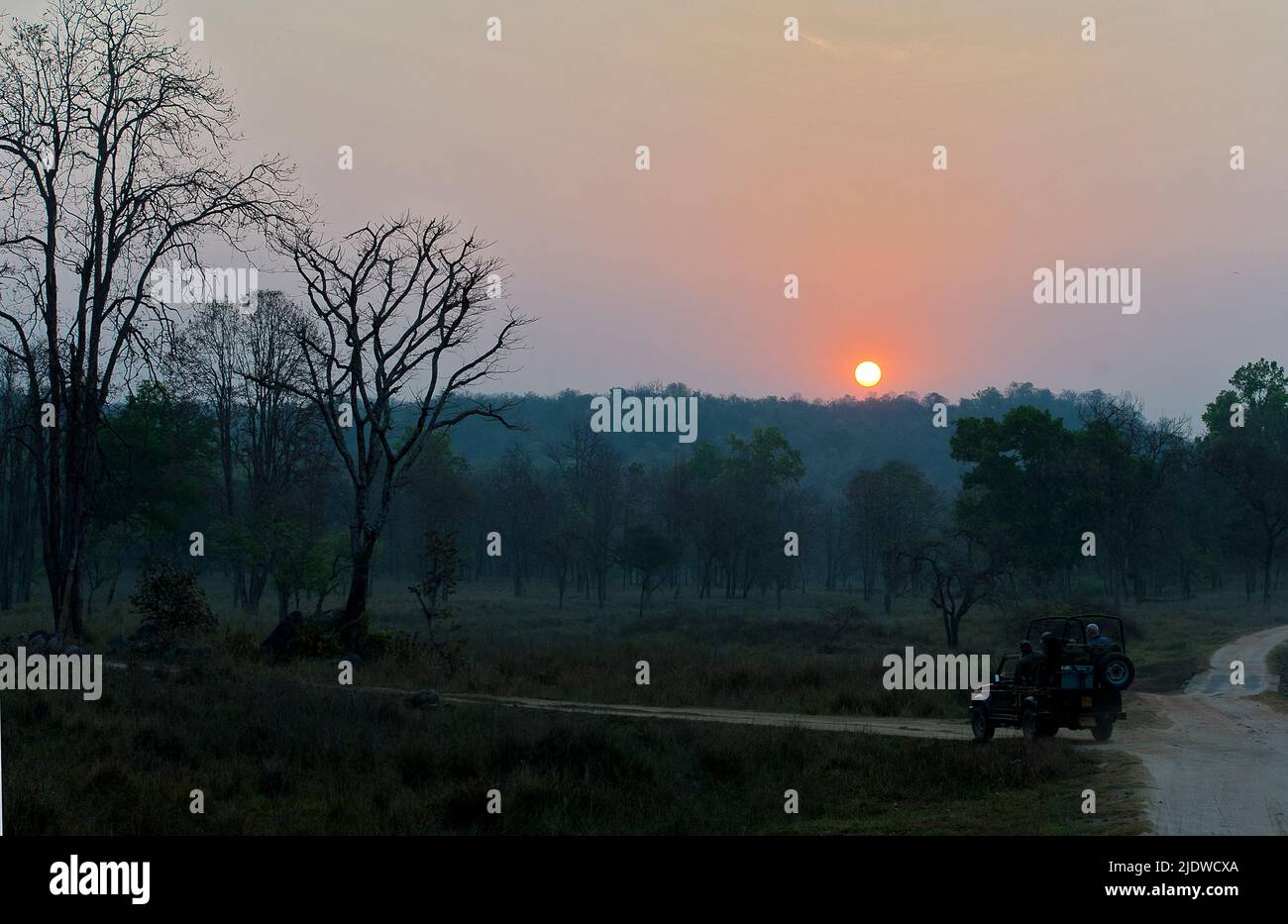 Recorrido de caza durante el amanecer en el Parque Nacional de Kanha, Madhya Pradesh, India. Foto de stock