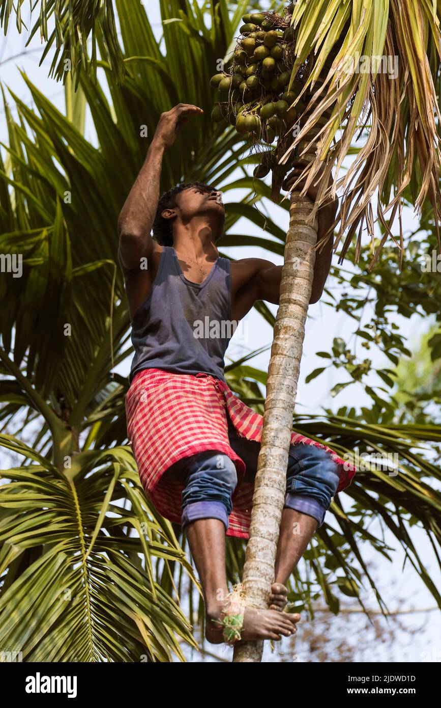 Recoger las nueces de betel de las palmas de la areca en Kaziranga, Assam, India. Foto de stock