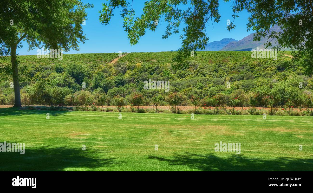 Cabo Winelands del distrito de Stellenbosch en el Cabo Occidental. Paisaje verde de un viñedo o terreno abierto en un área de cultivo de uva. Muchos arbustos Foto de stock