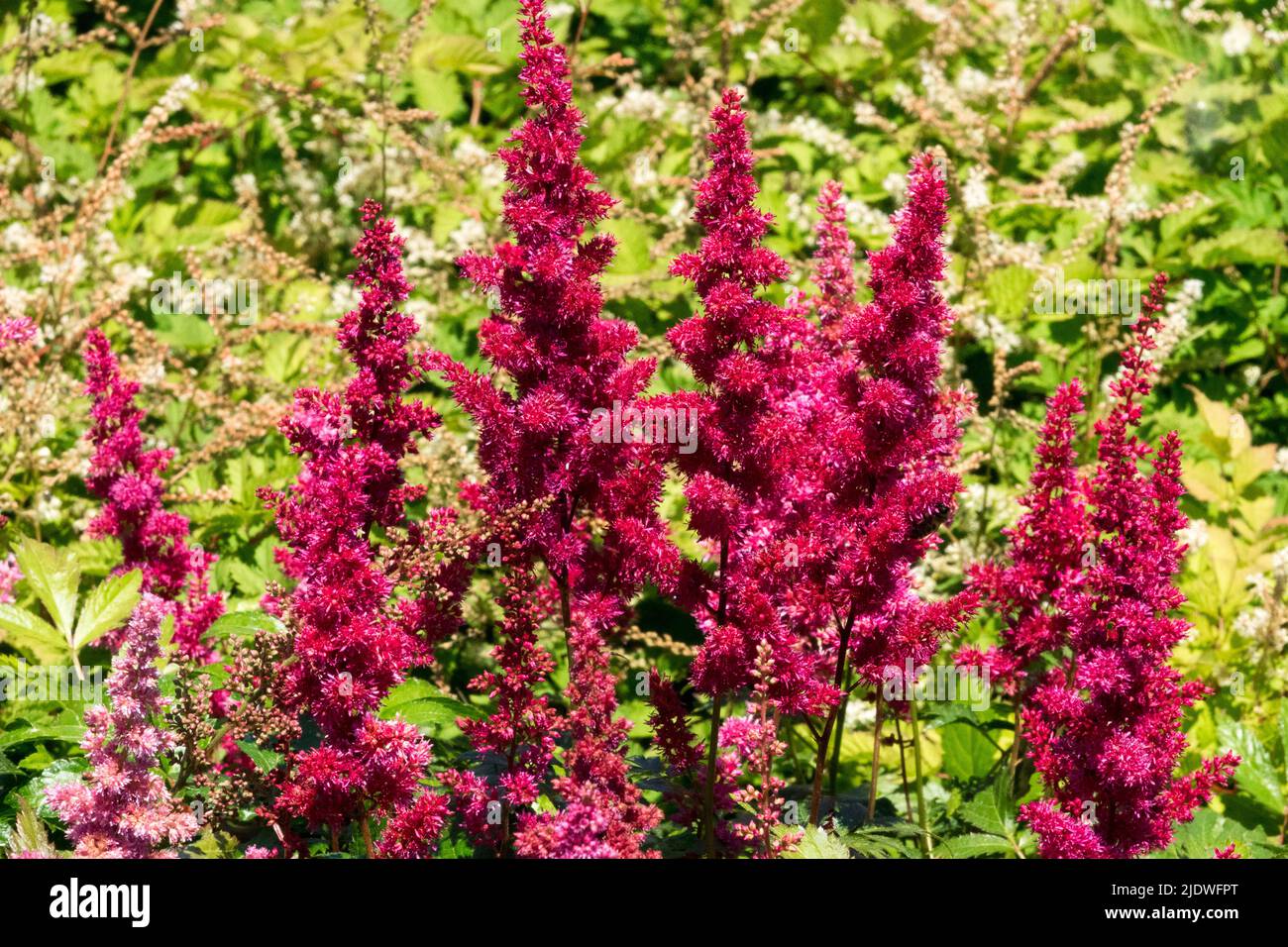 Astilbe arendsii, Red, Astilbe 'Etna', Hardy, Astilbes, Flores, plantas perennes Foto de stock