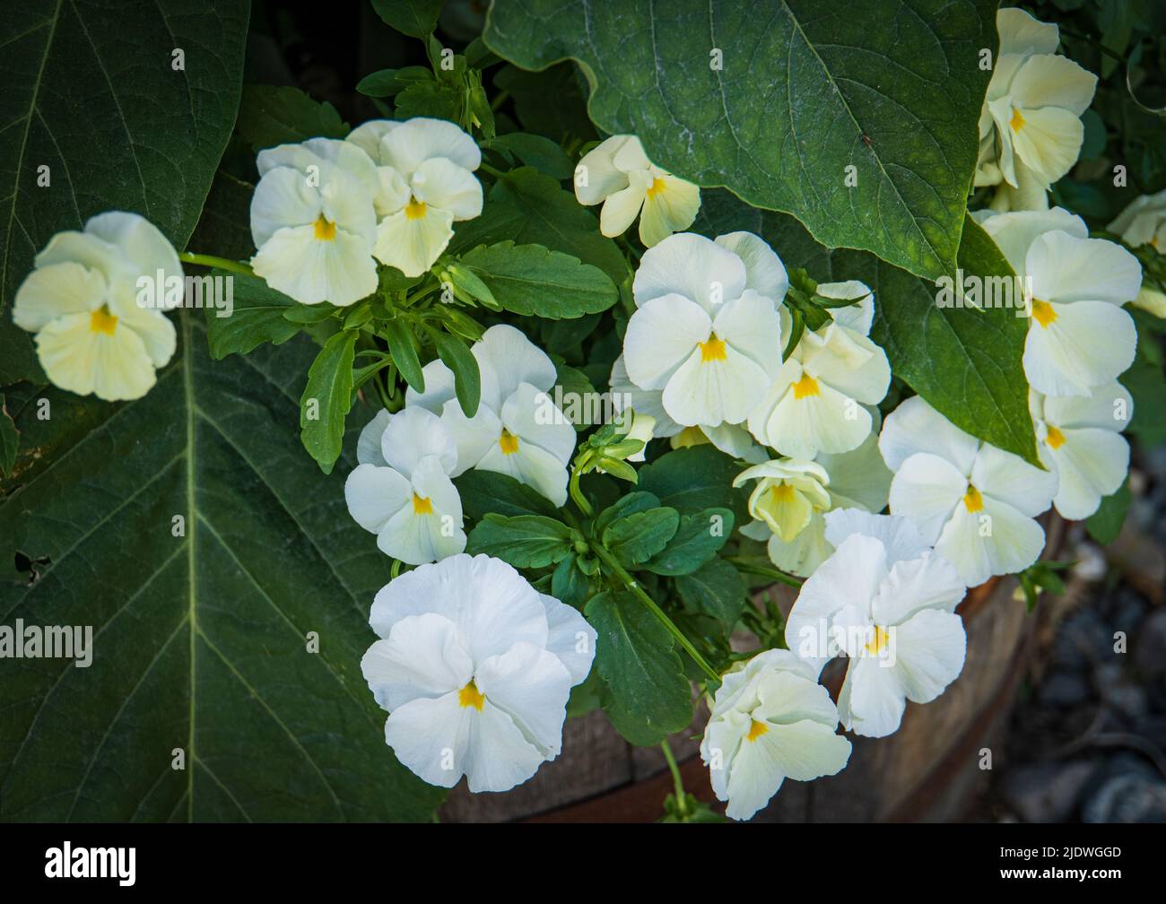 pansies blancos floreciendo en primavera Foto de stock