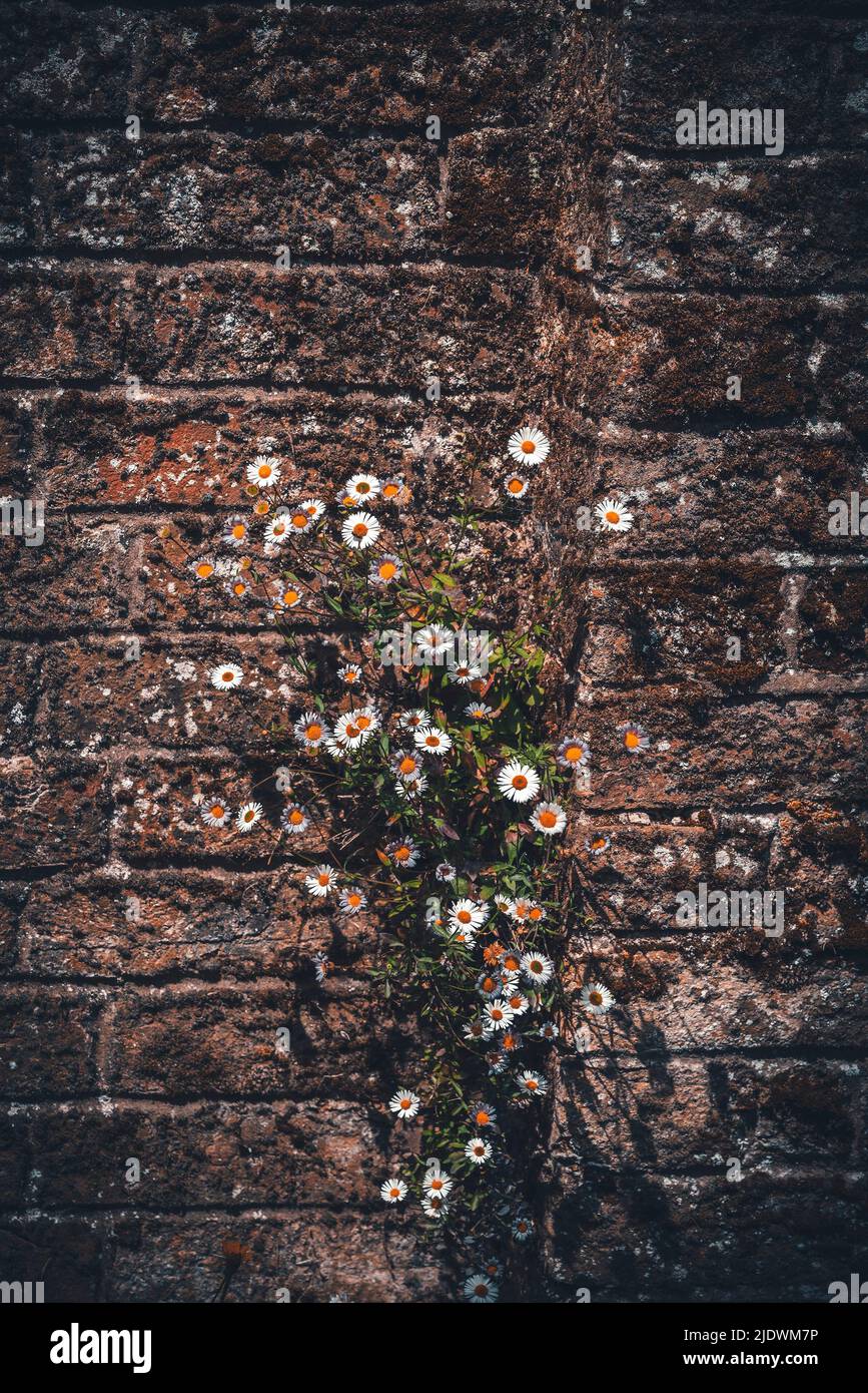 Chamaemelum nobile o manzanilla / manzanilla flores de margaritas creciendo en una pared en Inglaterra, imaginería creativa Foto de stock