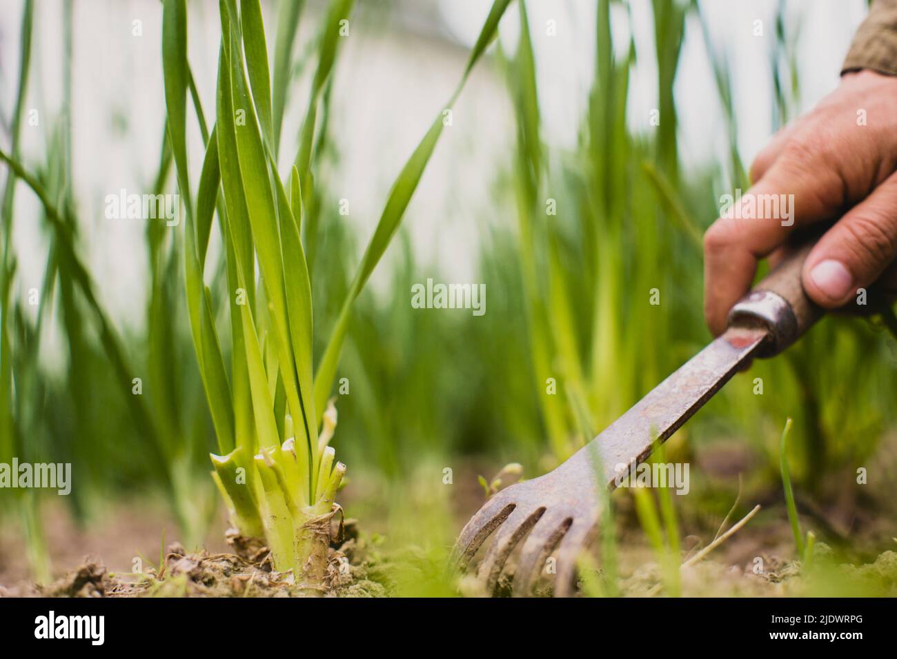 Camas de desmalezamiento con plantas de agricultura que crecen en el jardín. Control de malezas y plagas en el jardín. Primer plano de la tierra cultivada Foto de stock