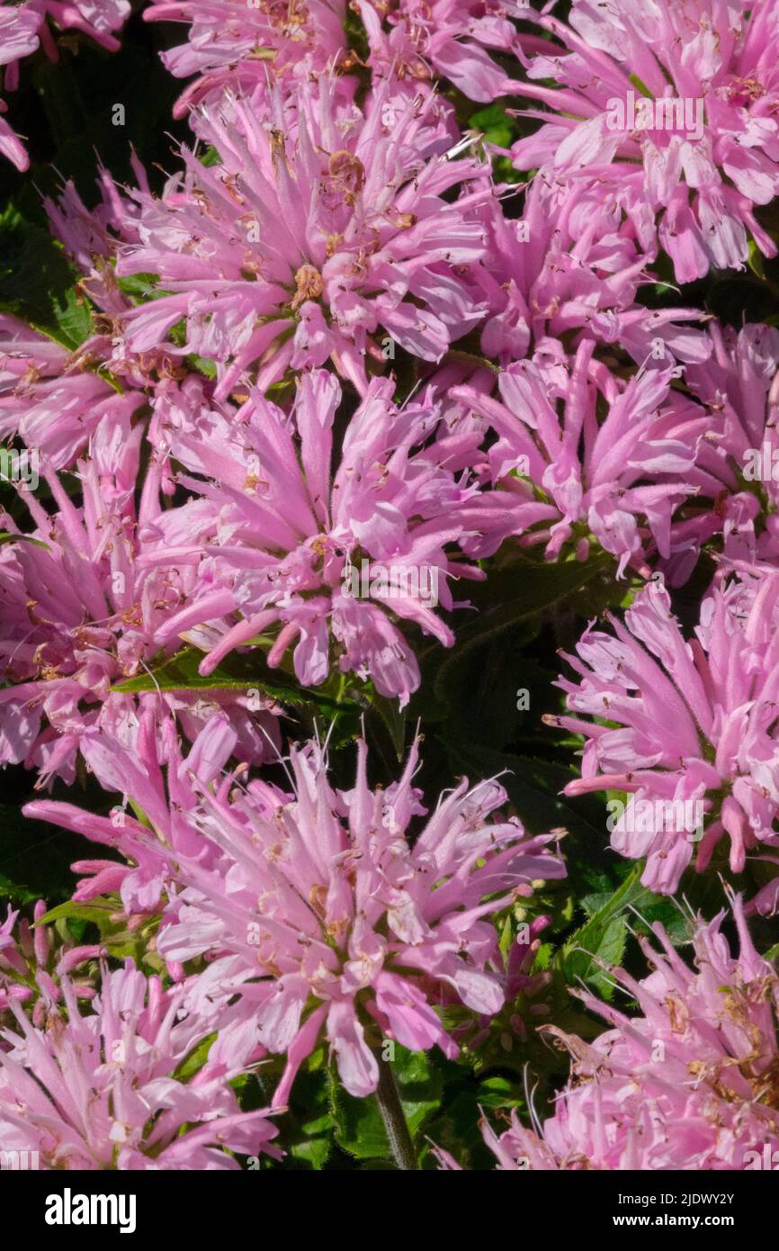 Beebalm, Bergamot, Monarda 'Azúcar Buzz Rosa Frosting', té Oswego, flores rosas de cerca Foto de stock