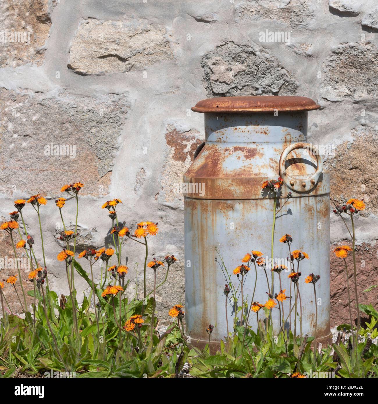 Una antigua lechera oxidada rodeada por el zorro y cachorros de flores silvestres (Hieracium Aurantiacum), o Paintbrush del diablo, en verano de sol Foto de stock