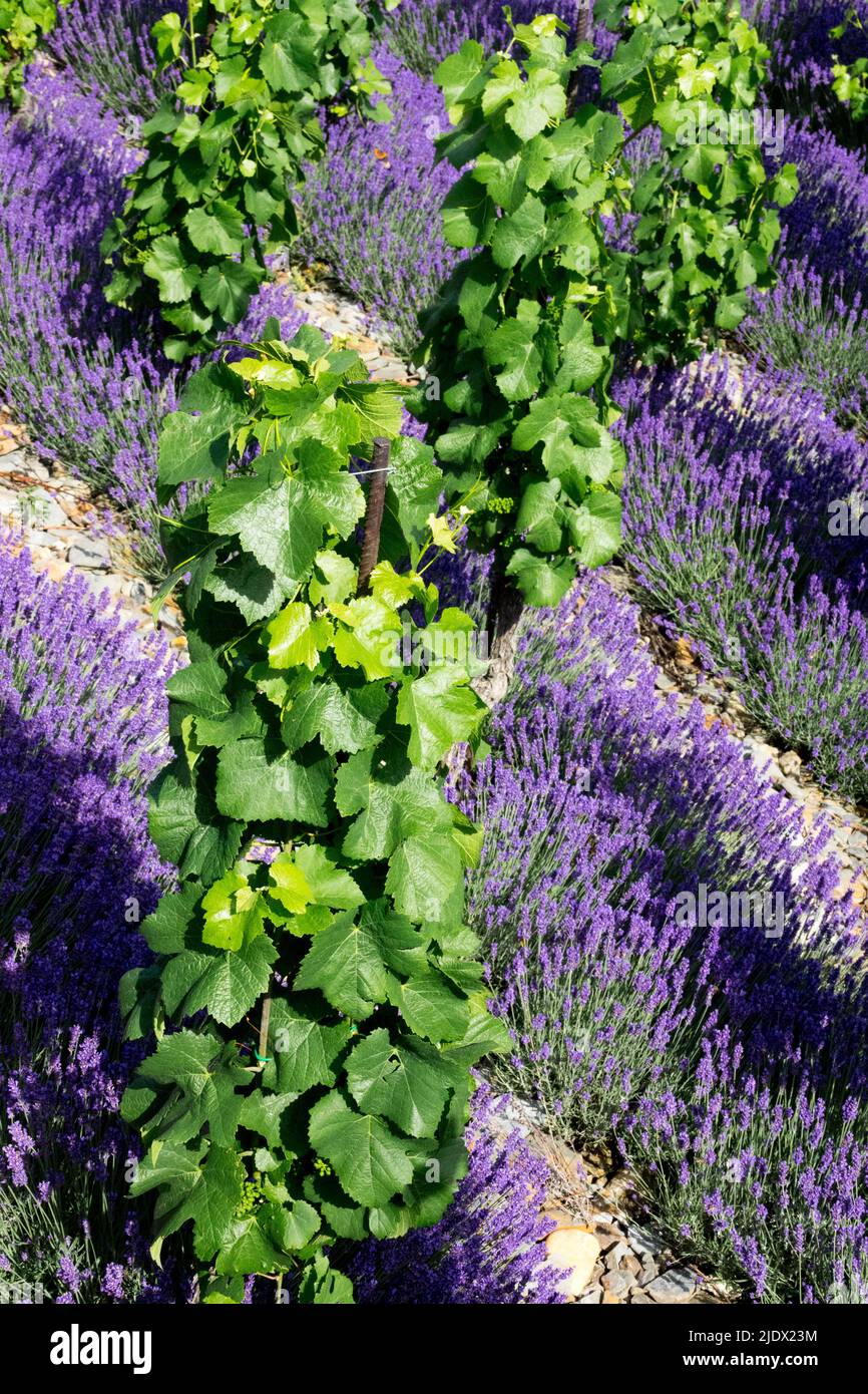 Plantas azules verdes, Lavandula, Vitis, Agrícola, Viñedo de la fila, Vitis vinifera Foto de stock