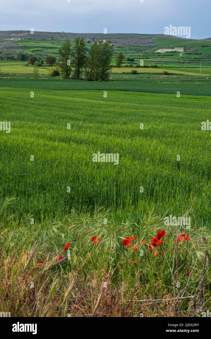España, Castilla y León, campos de granjeros y Poppies cerca de Castrojeriz en el Camino de Santiago. Foto de stock