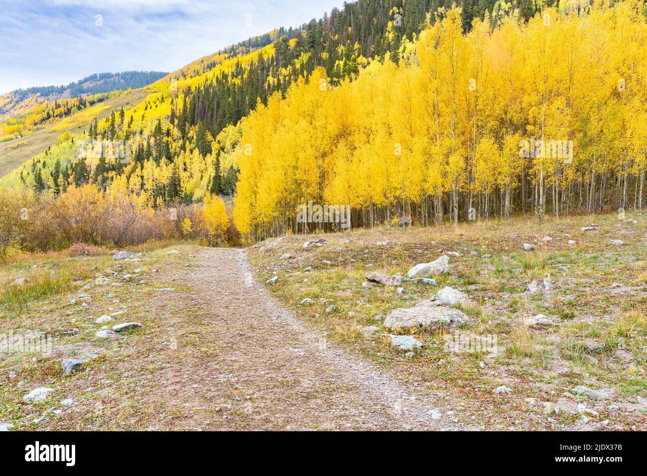 Álamos amarillos a lo largo de un sendero en el lado de la montaña en las montañas de San Juan de Colorado Foto de stock