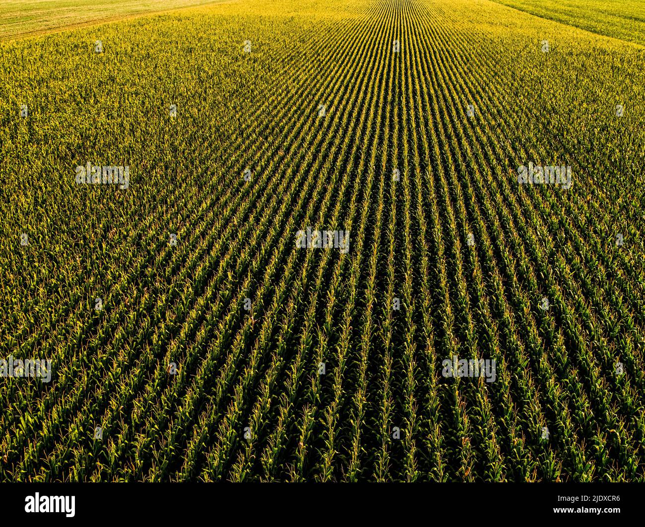 Vista de un drone del extenso campo de maíz Foto de stock