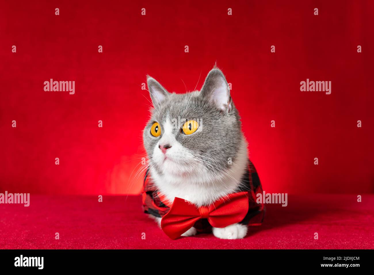 un lindo gato británico shorthair con camisa de cuadros y pajarita Foto de stock