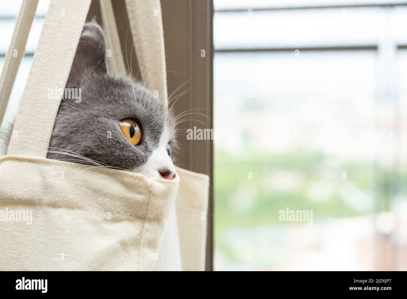 un lindo gato británico shorthair escondido dentro de una bolsa de compras en la composición horizontal Foto de stock