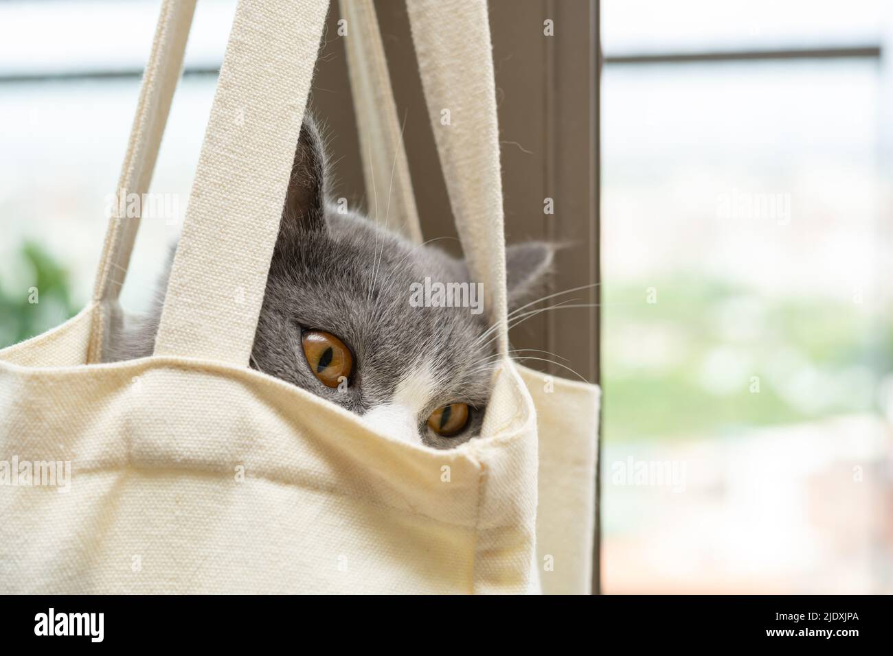 un lindo gato británico shorthair escondido dentro de una bolsa de compras en la composición horizontal Foto de stock