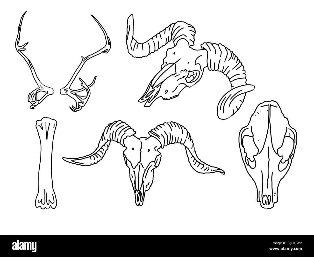 Conjunto gráfico. Cráneos animales art. Lineal Foto de stock