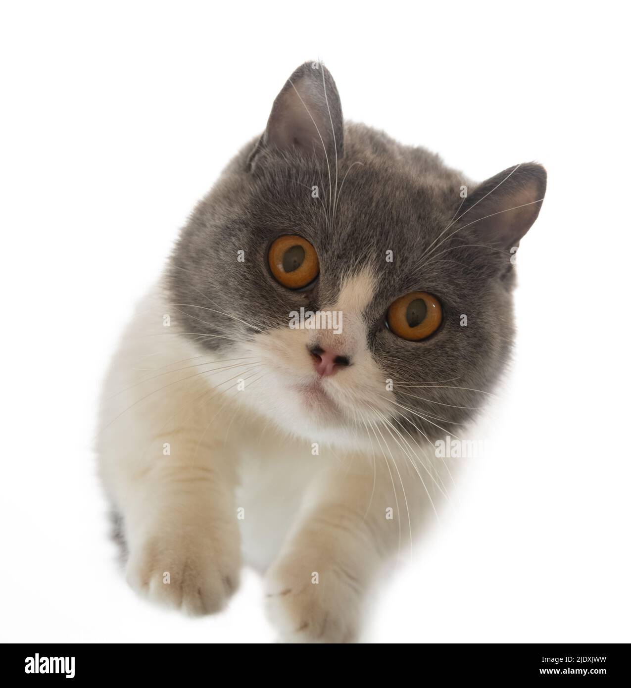 vista en ángulo bajo de un gato británico shorthair Foto de stock