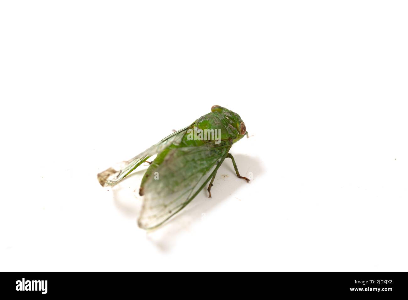 Una Cicada verde sobre fondo blanco Foto de stock