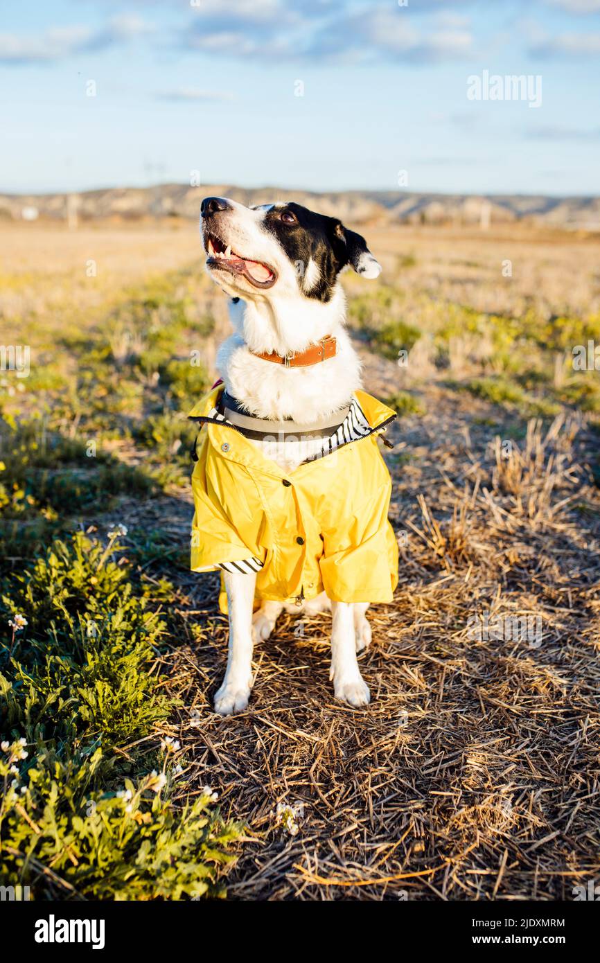 Perro en chubasquero amarillo sentado en el prado Fotografía de stock -  Alamy