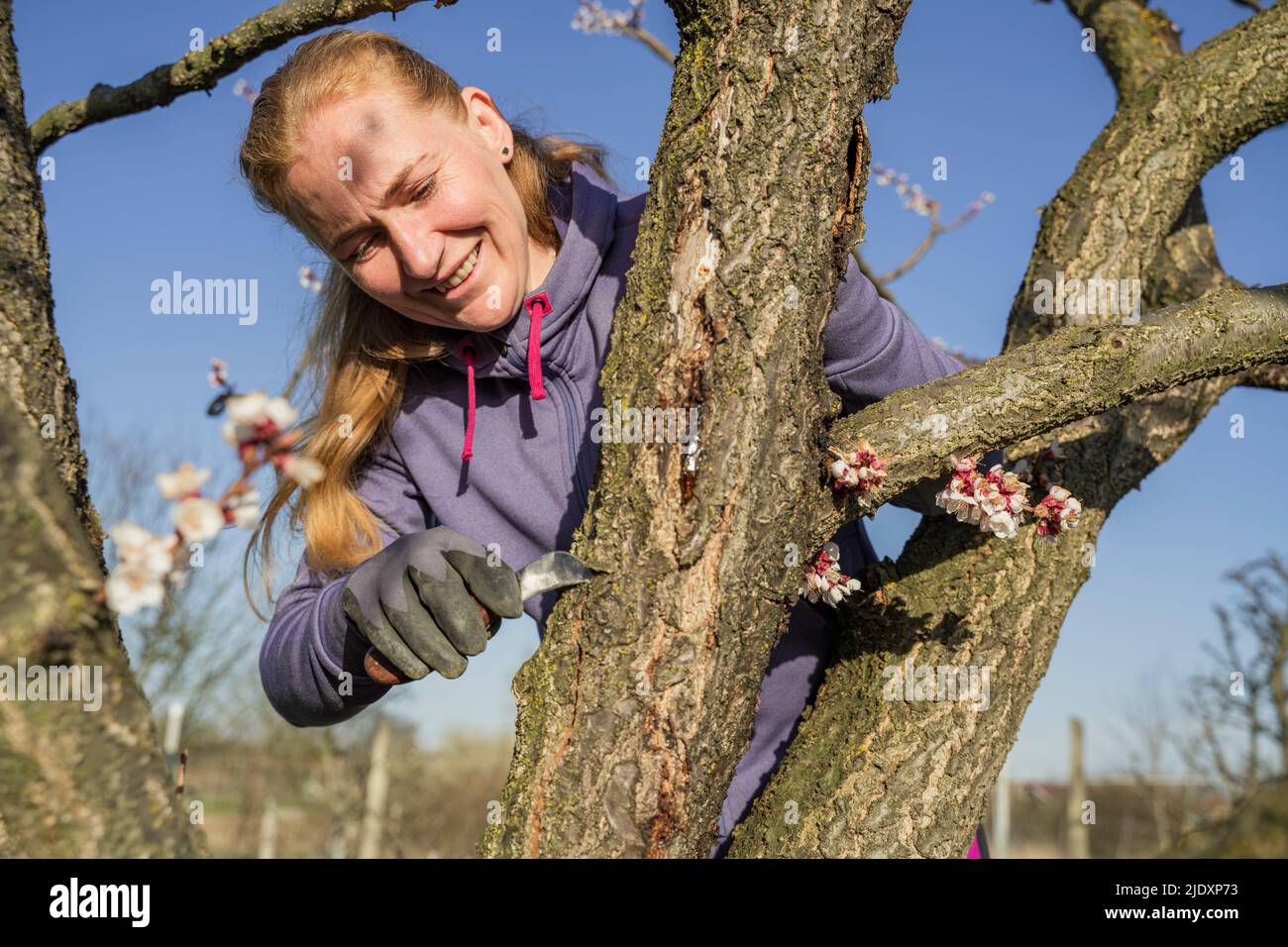 Mujer sonriente poda corteza de árbol malsana con cizalla Foto de stock