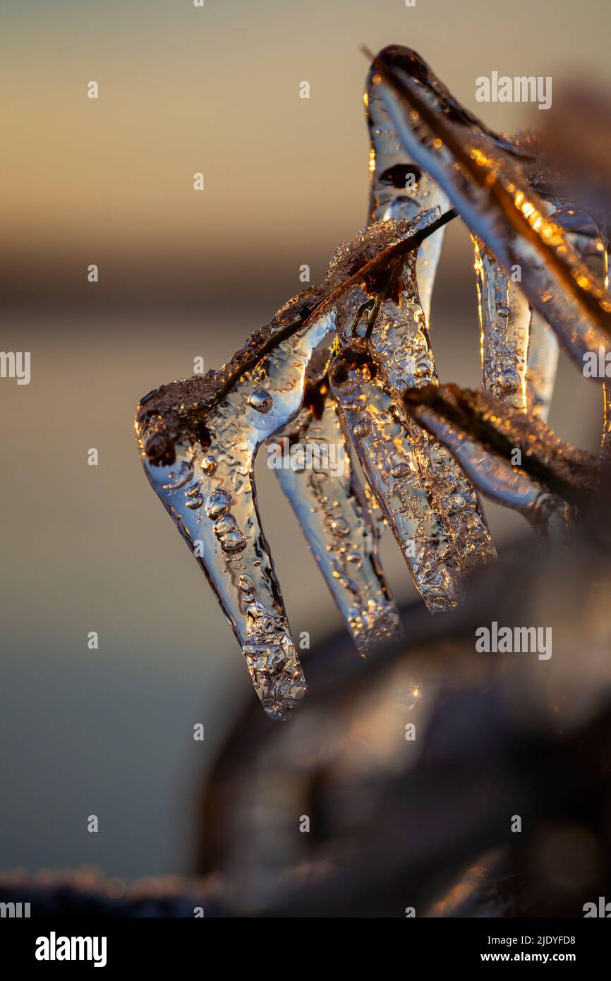 Macro primer plano de icles en una planta congelada al atardecer en el invierno. Foto de stock