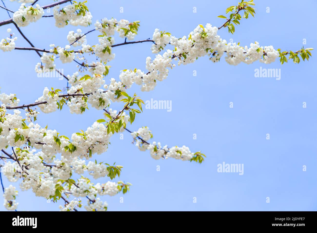 Hermoso cerezo floreciendo contra el cielo azul claro en la primavera. Foto de stock