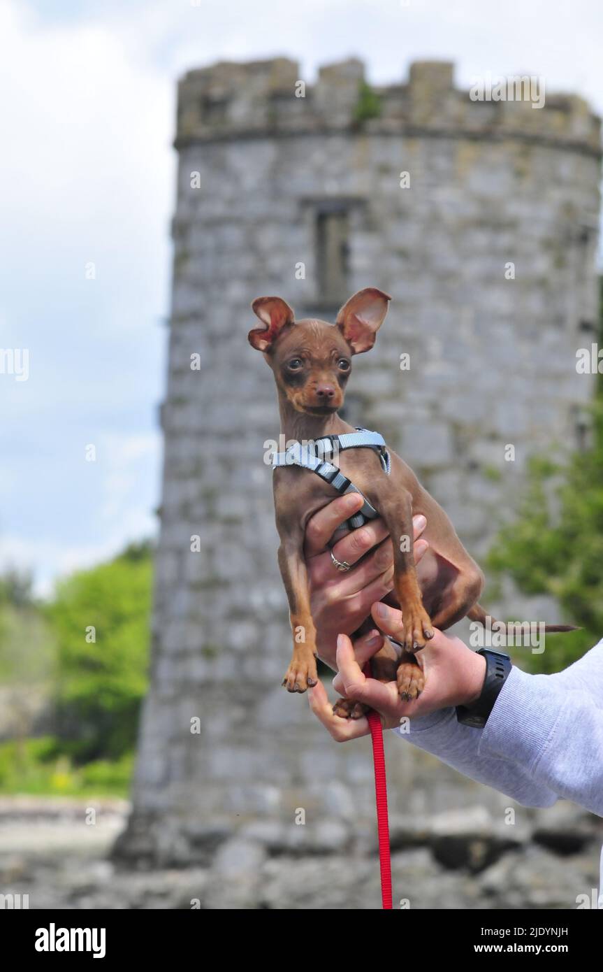 Perro del tamaño de un juguete fotografías e imágenes de alta resolución -  Alamy