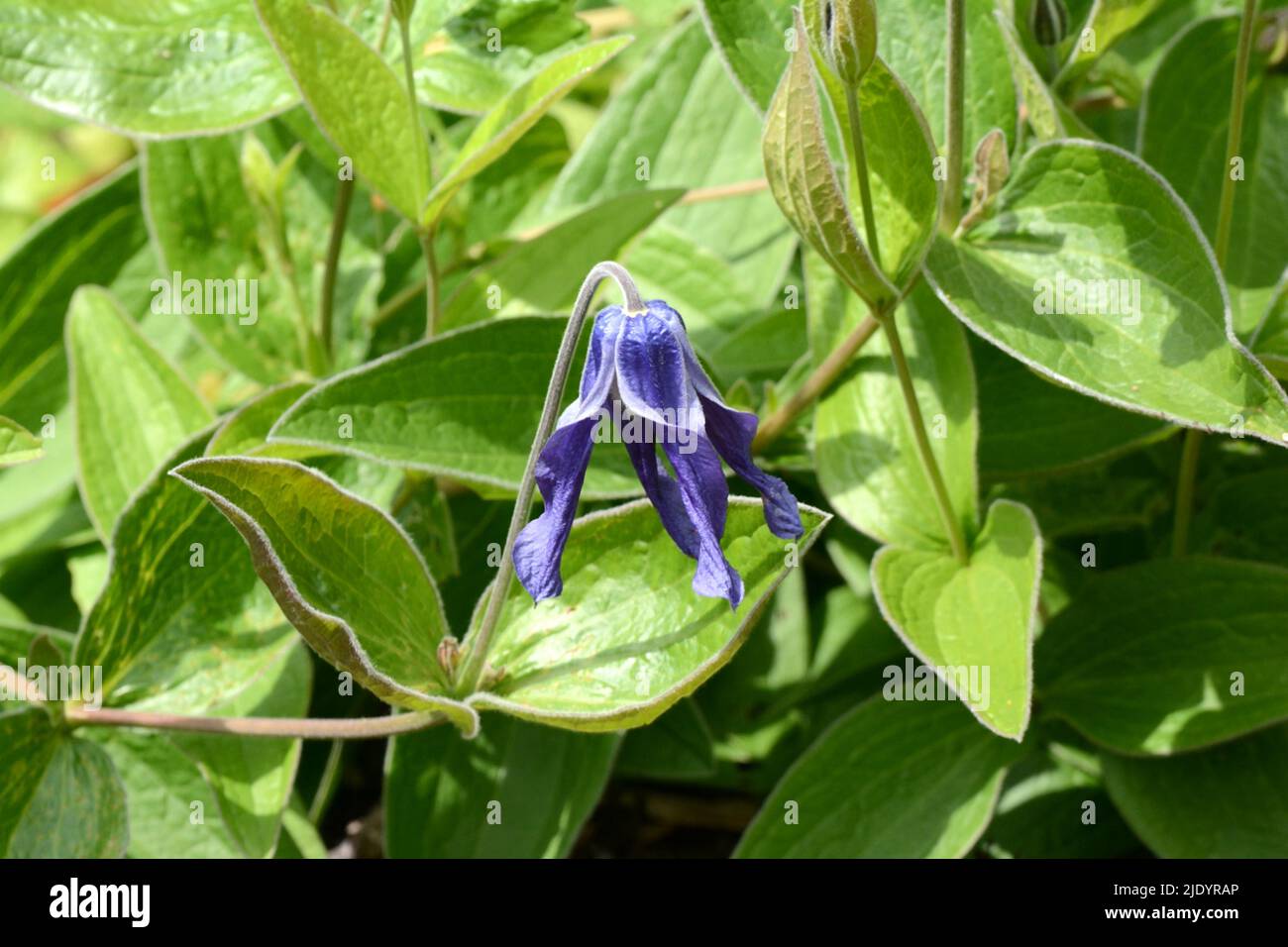 Flor azul púrpura de Clematis x diversiflolia Hendersorii Clematis hendersorii Foto de stock