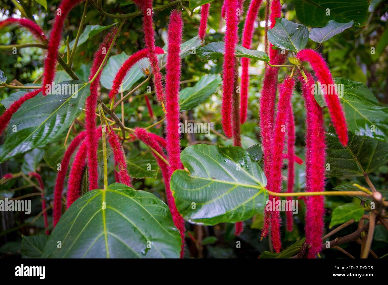 Planta de cola de gato fotografías e imágenes de alta resolución - Alamy