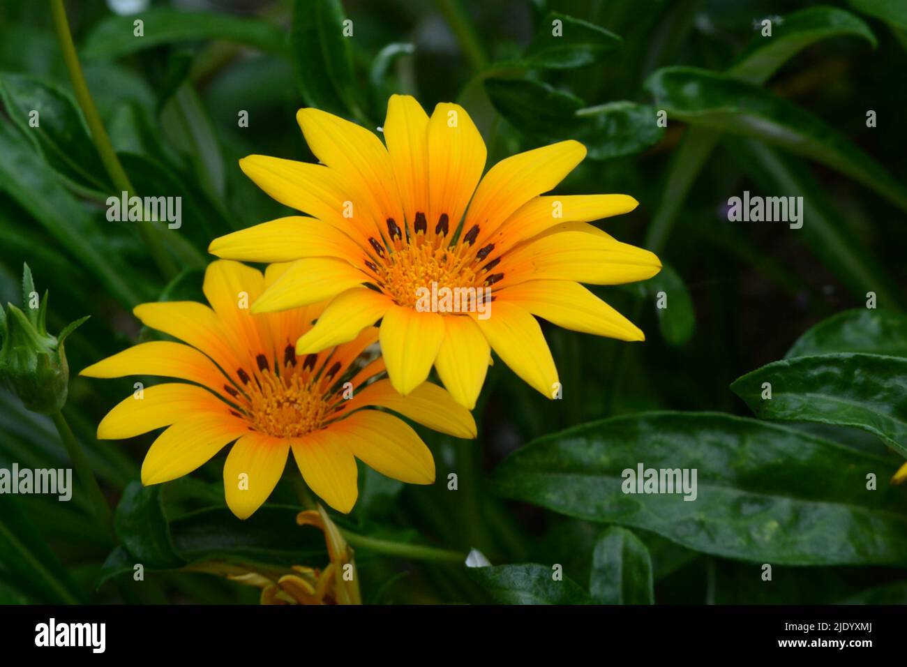 Gazania Daybreak Naranja brillante Tesoro flor naranja-amarillo margarita como flor Foto de stock