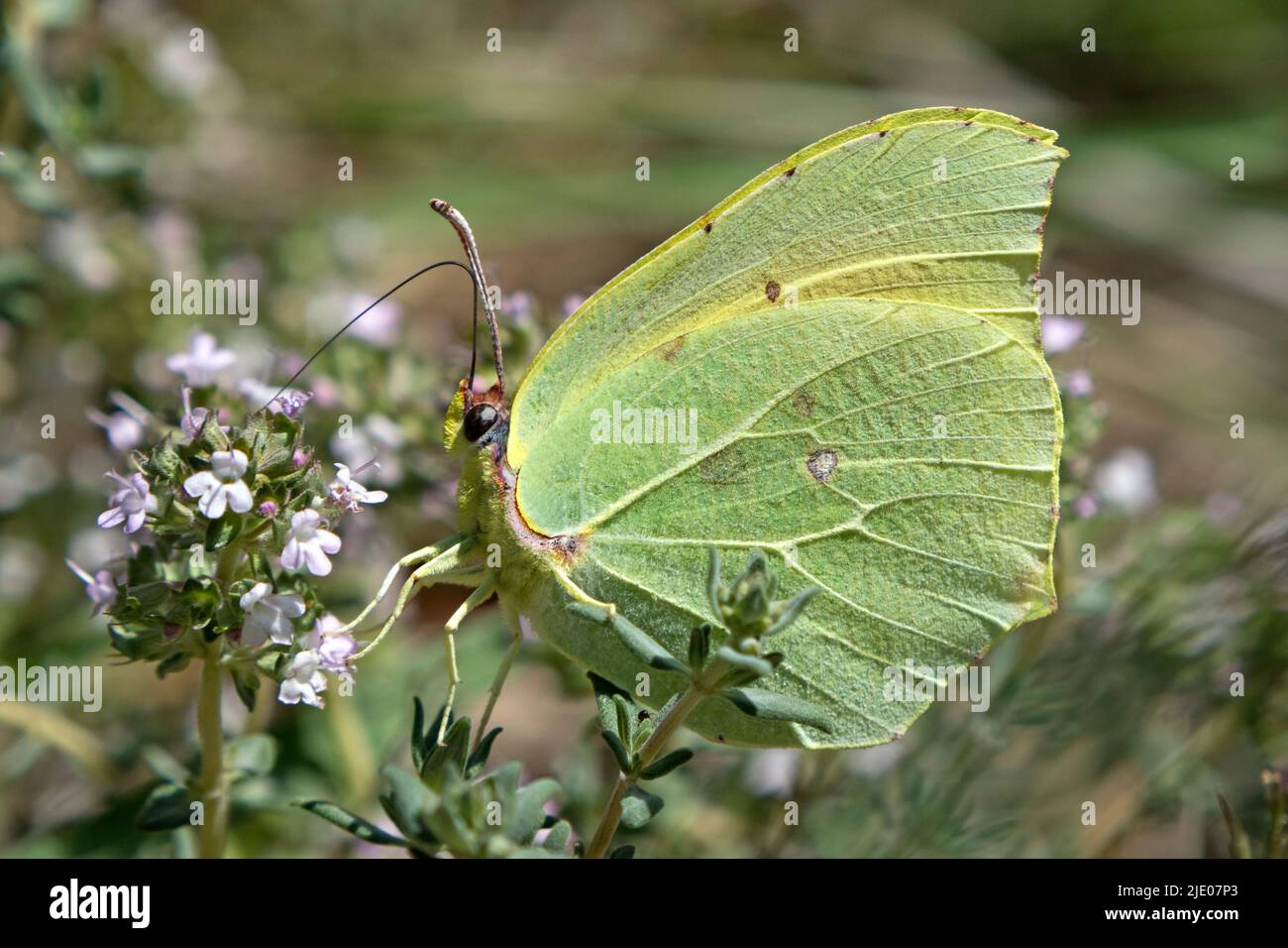 Mariposa de Brimstone (Gonepteryx rhamni) Parque Nacional de Cevennes, Francia Foto de stock