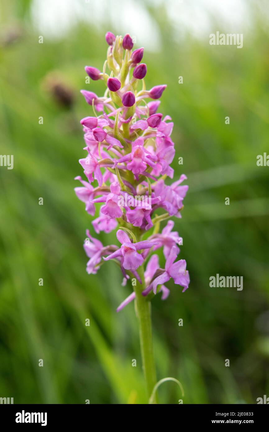 Marsh Fragrant-orchid (Gymnadenia borealis) Teesdale, Condado de Durham, Reino Unido Foto de stock