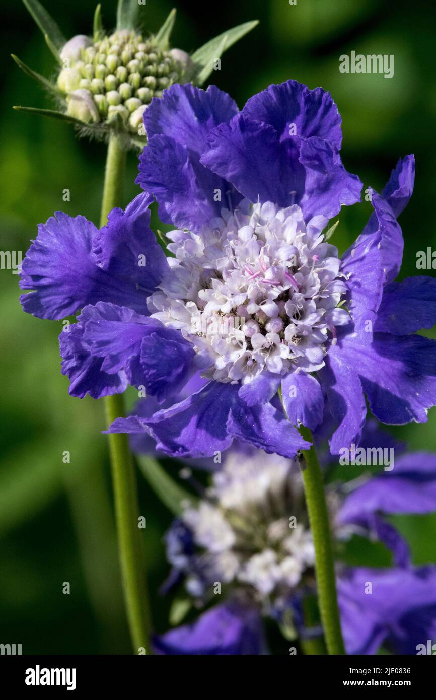 Caucásico Scabious, Azul, Flor, Scabiosa caucasica, Primer plano Foto de stock