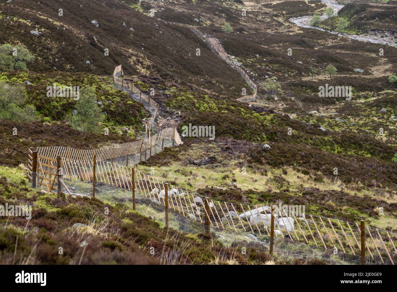 Esgrima de ciervos con Cafercaillie Deterrent cerca de Loch Muick. Lochnagar Escocia Foto de stock