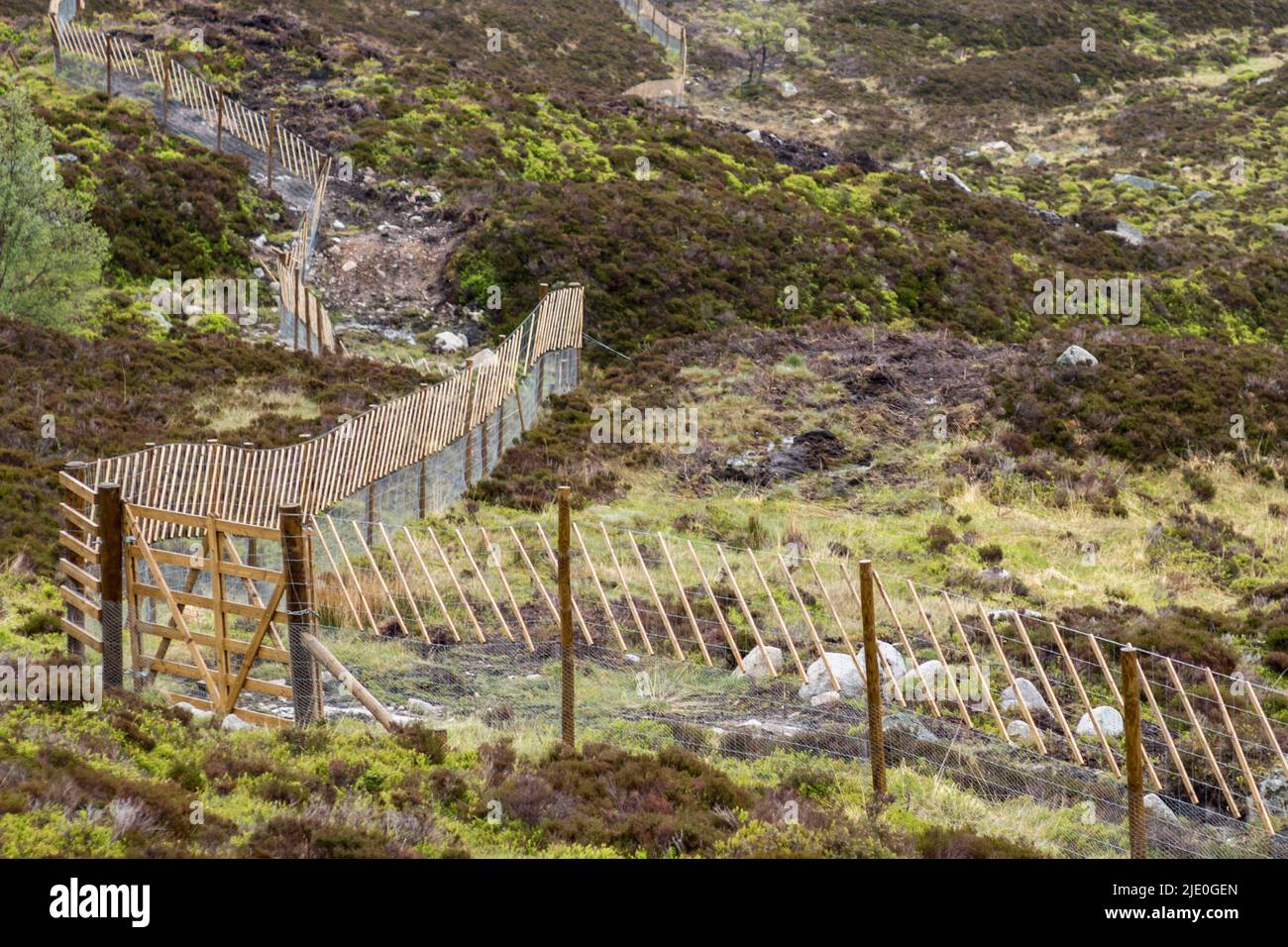 Esgrima de ciervos con Cafercaillie Deterrent cerca de Loch Muick. Lochnagar Escocia Foto de stock