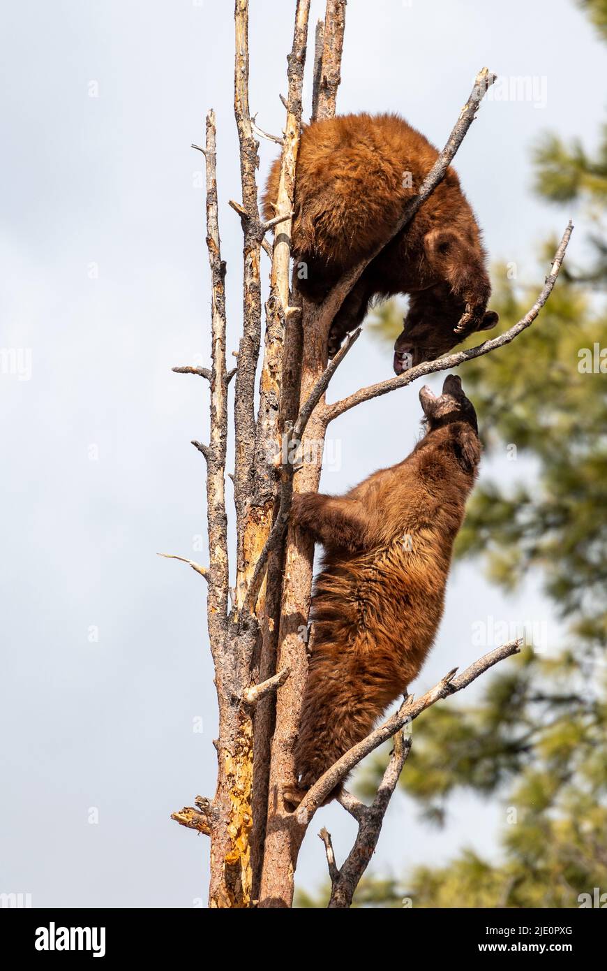 Dos jóvenes osos negros americanos (Ursus americanus) escalando árboles y luchando en Bearizona, Arizona, EE.UU. (Condiciones controladas). Foto de stock